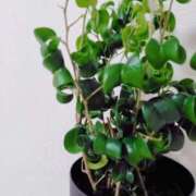 ヒメ日記 2025/11/29 07:08 投稿 心桜(こころ) PLUS十三店