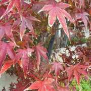 心桜(こころ) morning PLUS十三店