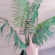 心桜(こころ) morning PLUS十三店