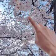 ヒメ日記 2026/04/03 07:18 投稿 心桜(こころ) PLUS十三店