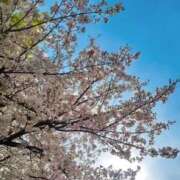 ヒメ日記 2026/04/07 07:08 投稿 心桜(こころ) PLUS十三店