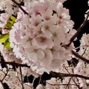 ヒメ日記 2025/04/07 15:26 投稿 かなこ 熟女の風俗最終章 八王子店