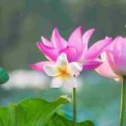 ヒメ日記 2025/05/06 15:43 投稿 かなこ 熟女の風俗最終章 所沢店