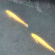 ヒメ日記 2025/06/26 11:13 投稿 かなこ 熟女の風俗最終章 所沢店