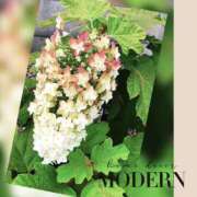 ヒメ日記 2025/06/24 16:59 投稿 かなこ 熟女の風俗最終章 立川店