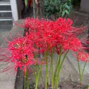 ヒメ日記 2025/10/01 15:33 投稿 かなこ 熟女の風俗最終章 立川店