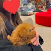 ヒメ日記 2026/01/22 15:08 投稿 特プレミアここ【最高峰の人気嬢】 LIPS(リップス)