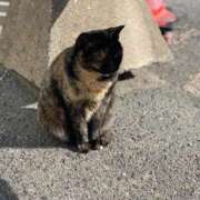 ヒメ日記 2025/01/29 19:01 投稿 シホ EN