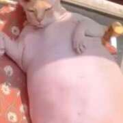 ヒメ日記 2025/11/04 14:49 投稿 チカ EN