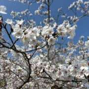 ヒメ日記 2025/04/07 11:42 投稿 さき タレント倶楽部Around40