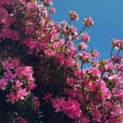 ヒメ日記 2025/06/05 07:51 投稿 新人・凛(りん) グランドオペラ福岡