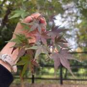 ヒメ日記 2025/11/18 13:29 投稿 のぞみ 新宿プチドール