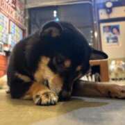 ヒメ日記 2025/12/12 21:49 投稿 のぞみ 新宿プチドール