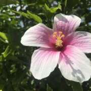 ヒメ日記 2025/03/19 21:39 投稿 みみ 新宿プチドール