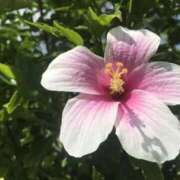 ヒメ日記 2025/09/24 11:49 投稿 みみ 新宿プチドール