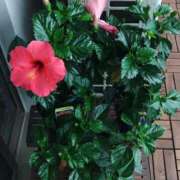 ヒメ日記 2025/03/20 23:12 投稿 ももこ 人妻小旅行