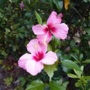 ヒメ日記 2025/04/21 11:12 投稿 ももこ 人妻小旅行