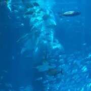 ヒメ日記 2025/08/26 12:02 投稿 しおん ビギナーズ神戸