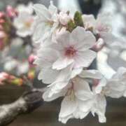 ヒメ日記 2026/04/16 21:25 投稿 明衣（めい） 女々艶 大和店