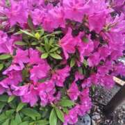 ヒメ日記 2025/04/27 20:59 投稿 あずみ ぽっちゃりデリヘル倶楽部