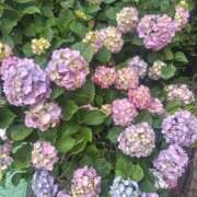 ヒメ日記 2025/06/04 09:29 投稿 あずみ ぽっちゃりデリヘル倶楽部