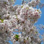 ヒメ日記 2025/04/21 13:28 投稿 じゅな Mrs Sirena（ミセスシレナ）