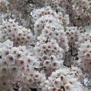 ヒメ日記 2025/05/08 12:29 投稿 じゅな Mrs Sirena（ミセスシレナ）