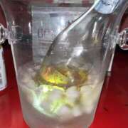 ヒメ日記 2025/08/27 15:59 投稿 りのん おいらん(池袋)