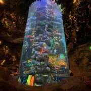 ヒメ日記 2024/12/18 17:07 投稿 前田　優 東京ローズマリー