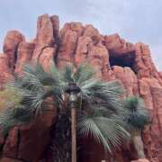 ヒメ日記 2024/12/22 17:07 投稿 前田　優 東京ローズマリー