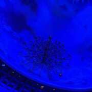 ヒメ日記 2024/12/26 10:04 投稿 前田　優 東京ローズマリー