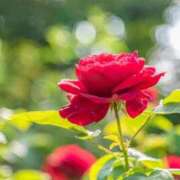 ヒメ日記 2025/04/24 10:19 投稿 前田　優 東京ローズマリー