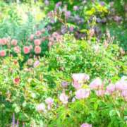 ヒメ日記 2025/05/03 12:08 投稿 前田　優 東京ローズマリー