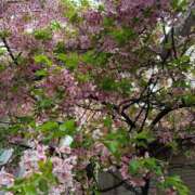 ヒメ日記 2025/05/31 16:47 投稿 前田　優 東京ローズマリー