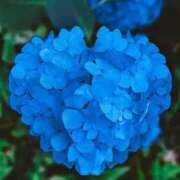 ヒメ日記 2025/06/08 13:17 投稿 前田　優 東京ローズマリー