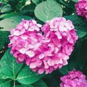 ヒメ日記 2025/06/12 15:47 投稿 前田　優 東京ローズマリー