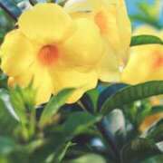 ヒメ日記 2025/07/29 14:27 投稿 前田　優 東京ローズマリー