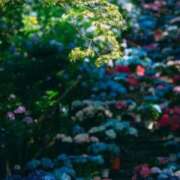 ヒメ日記 2025/08/14 12:27 投稿 前田　優 東京ローズマリー