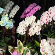 ヒメ日記 2025/10/09 17:27 投稿 前田　優 東京ローズマリー