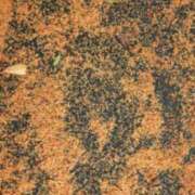 ヒメ日記 2025/11/06 16:27 投稿 前田　優 東京ローズマリー