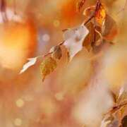 ヒメ日記 2025/11/07 13:57 投稿 前田　優 東京ローズマリー