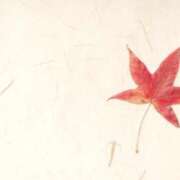 ヒメ日記 2025/11/26 16:17 投稿 前田　優 東京ローズマリー