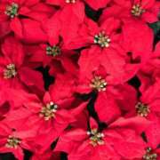 前田　優 いけめん。 東京ローズマリー