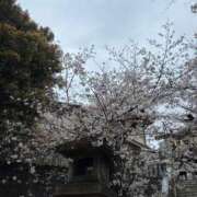 ヒメ日記 2026/03/26 00:07 投稿 前田　優 東京ローズマリー