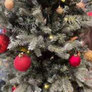 ヒメ日記 2024/12/17 10:09 投稿 前田 ローズマリー大塚