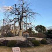 ヒメ日記 2025/01/20 15:49 投稿 前田 ローズマリー大塚