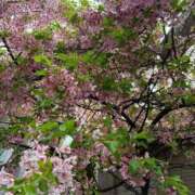 ヒメ日記 2025/05/31 16:54 投稿 前田 ローズマリー大塚