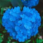 ヒメ日記 2025/06/08 13:24 投稿 前田 ローズマリー大塚