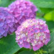 ヒメ日記 2025/06/26 09:54 投稿 前田 ローズマリー大塚