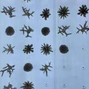 ヒメ日記 2025/07/21 16:06 投稿 前田 ローズマリー大塚